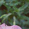Oenothera speciosa, flowers