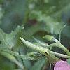 Oenothera speciosa, flowers