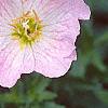 Oenothera speciosa, flowers