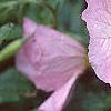 Oenothera speciosa, flowers