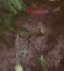 Oenothera speciosa 'Siskiyou', flowers