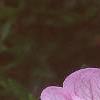 Oenothera speciosa 'Siskiyou', flowers