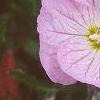 Oenothera speciosa 'Siskiyou', flowers