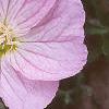 Oenothera speciosa 'Siskiyou', flowers