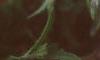 Oenothera speciosa 'Siskiyou', flowers