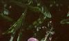 Oenothera speciosa 'Siskiyou', flowers
