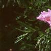 Oenothera speciosa 'Siskiyou', flowers