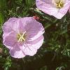 Oenothera speciosa 'Siskiyou', flowers