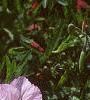 Oenothera speciosa 'Siskiyou', flowers