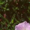 Oenothera speciosa 'Siskiyou', flowers