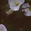 Oenothera speciosa 'Woodside White', flowers