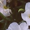Oenothera speciosa 'Woodside White', flowers
