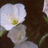Oenothera speciosa 'Woodside White', flowers