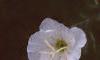 Oenothera speciosa 'Woodside White', flowers