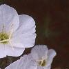 Oenothera speciosa 'Woodside White', flowers
