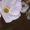 Oenothera speciosa 'Woodside White', flowers