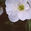Oenothera speciosa 'Woodside White', flowers