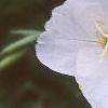 Oenothera speciosa 'Woodside White', flowers