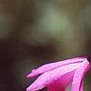 Bletilla striata, flowers