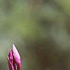 Bletilla striata, flowers