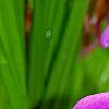 Bletilla striata, flowers