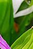 Bletilla striata, flowers