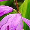 Bletilla striata, flowers