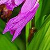 Bletilla striata, flowers