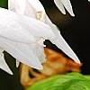 Bletilla striata 'Alba', flowers