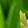 Bletilla striata 'Alba', flowers