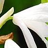 Bletilla striata 'Alba', flowers