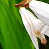 Bletilla striata 'Alba', flowers