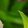 Bletilla striata 'Alba', flowers