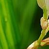 Bletilla striata 'Alba', flowers