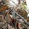 Cypripedium acaule, habit