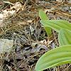 Cypripedium acaule, habit