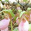 Cypripedium acaule, habit