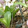 Cypripedium acaule, habit