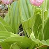 Cypripedium acaule, habit