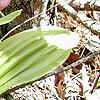 Cypripedium acaule, habit