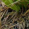 Cypripedium acaule, habit