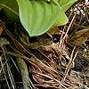 Cypripedium acaule, habit