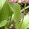 Cypripedium acaule, habit