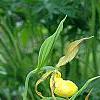 Cypripedium calceolus, habit