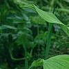 Cypripedium calceolus, habit