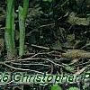 Cypripedium calceolus, habit