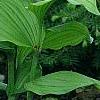 Cypripedium calceolus, habit