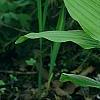 Cypripedium calceolus, habit