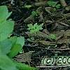 Cypripedium calceolus, habit