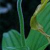 Cypripedium calceolus, flowers